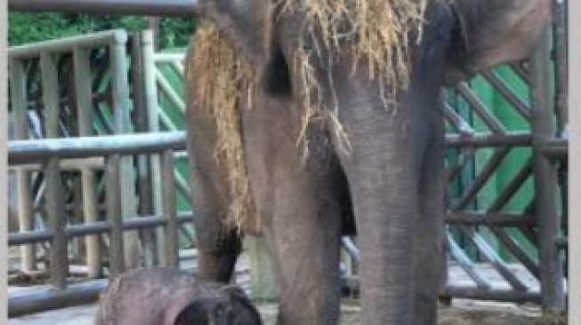 Bamsoet Senang Bayi Gajah Sumatera Lahir, Tapi Kok Lahirnya 17 April 2022..?