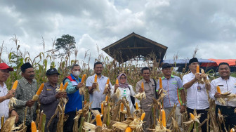 Panen Raya 5 Hektar Lahan Jagung Binaan SKK Migas - Pertamina EP Jambi Field, Hasilkan 3,96 Ton Jagung