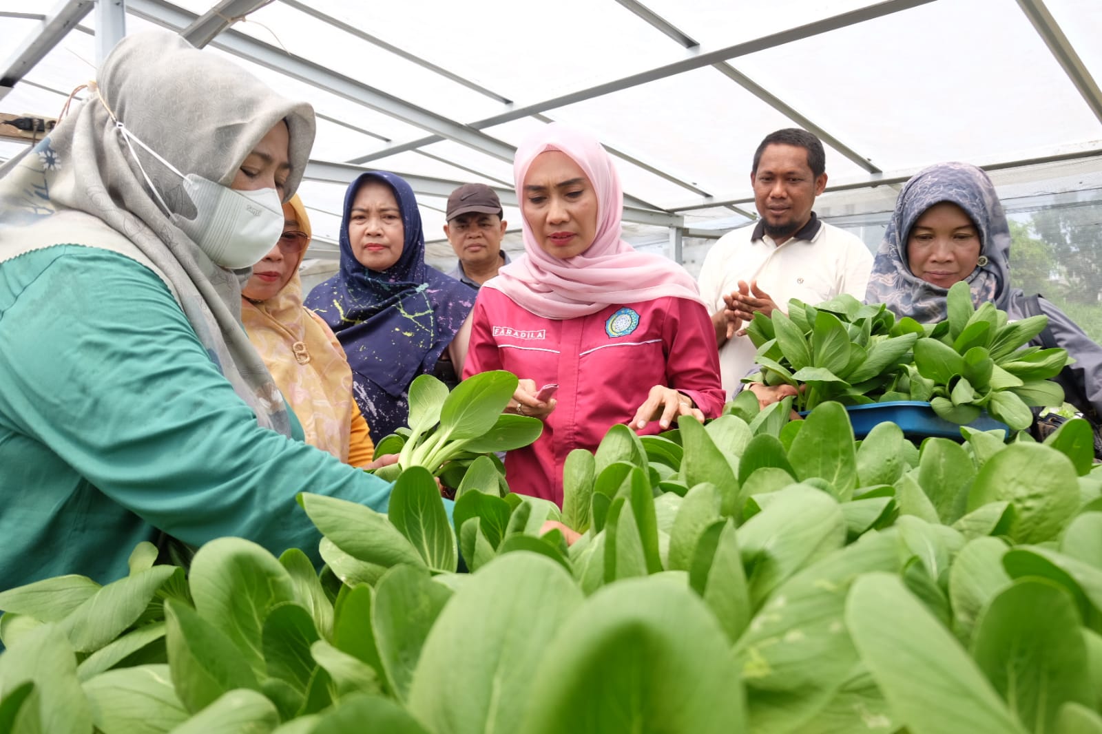 Panen Sayur Kebun Hidroponik Makmur Sejahtera Desa Kasang Kumpeh