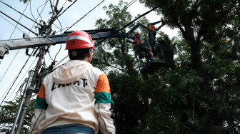 PLN Muara Enim Bersama Pemda Eksekusi Pohon Penyebab Gangguan