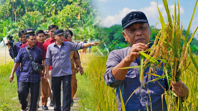 Sekda Tanjab Timur, Sapril  Penen Padi di Geragai.