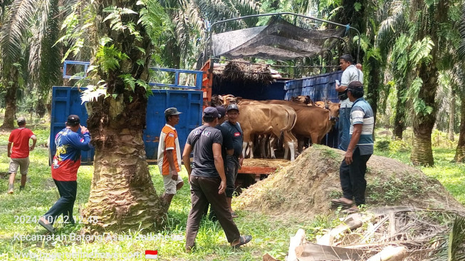 PT AMK Serahkan 66 Ekor Bantuan Sapi Ternak dan 2200 Bibit Sawit  Kepada Warga Desa Kampung Baru, Tanjab Barat