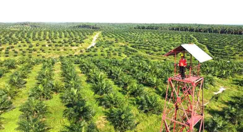 Manfaatkan Peremajaan Sawit, Petani Sungai Bahar Tanam Padi Gogo