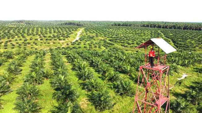 Manfaatkan Peremajaan Sawit, Petani Sungai Bahar Tanam Padi Gogo