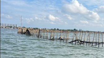 Menanam Bambu di Laut Tangerang