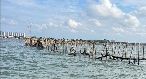 Menanam Bambu di Laut Tangerang