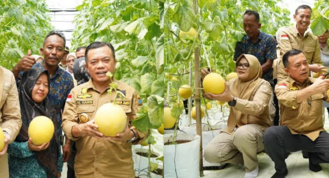 Bupati Tanjung Jabung Timur Panen Perdana Melon Premium Bersama Gubernur Jambi