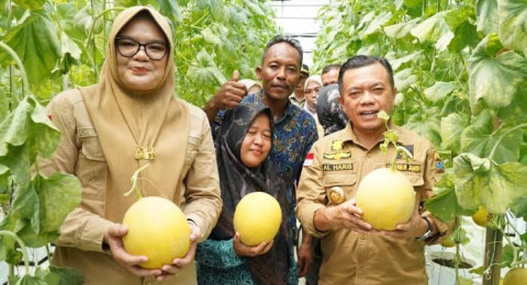 Bupati Tanjung Jabung Timur Panen Perdana Melon Premium Bersama Gubernur Jambi