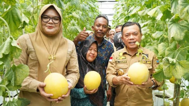 Bupati Tanjung Jabung Timur Panen Perdana Melon Premium Bersama Gubernur Jambi