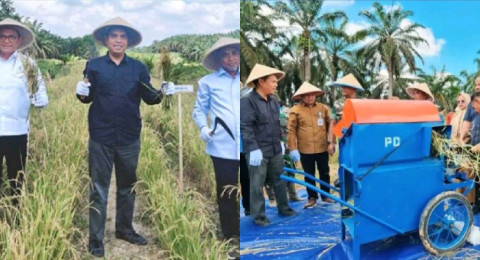 Panen Perdana Padi Gogo di Lahan PSR Muaro Jambi, Kementan Dorong Optimalisasi Ketahanan Pangan