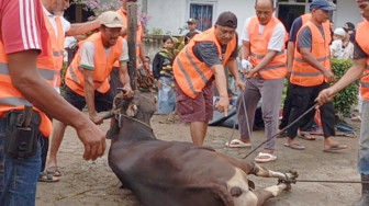 Warga Blok C Perumahan Aurduri Berqurban 7 Sapi 4 Kambing