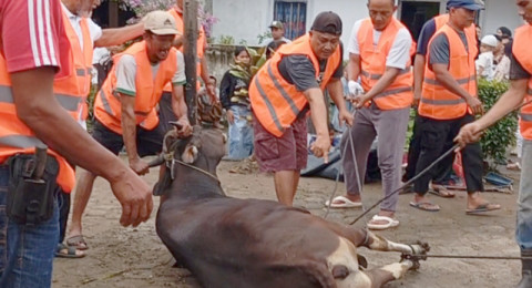 Warga Blok C Perumahan Aurduri Berqurban 7 Sapi 4 Kambing