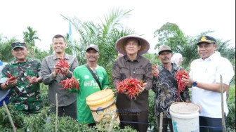 Bupati Muaro Jambi Hadiri Panen Raya Cabai di Desa Sungai Gelam