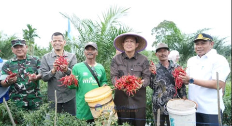 Bupati Muaro Jambi Hadiri Panen Raya Cabai di Desa Sungai Gelam