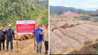 Adu Kuat Pembalak Hutan, Budi Satriadi VS Anggota DPRD Pessel, Novermal Yuska..?