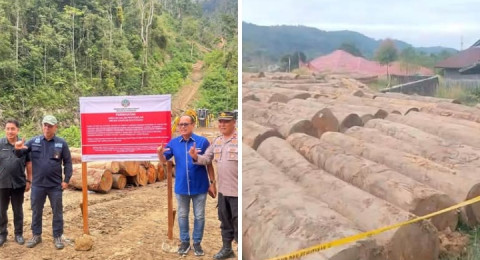 Adu Kuat Pembalak Hutan, Budi Satriadi VS Anggota DPRD Pessel, Novermal Yuska..?