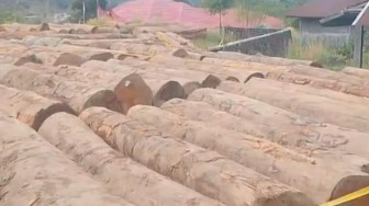 Budi Satriadi  Kalah Dalam Pra Peradilan Lawan Gakkum Kehutanan, Setelah Dirinya Ditetapkan Tersangka Pembalak Liar di Hulu Batang Sungai Bayang, Solok.