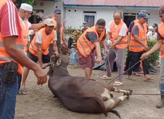 Penyembelihan hewan kurban oleh warga Blok C Perumahan Aurduri dilaksabakan, Jumat ( 6/6/2025)