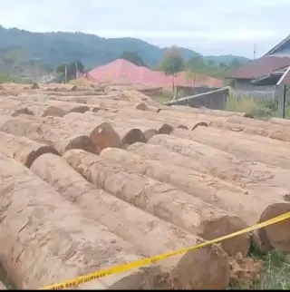 Kayu gelondongan hasil pembalakan liar di wilayah tangkapan air di Hulu Batang Sungai Bayang, Kabupaten Solok ( dok NY)
