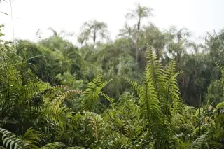 Ilustrasi: Tanaman pakis dan rimbunnya dedaunan hutan tropis yang tersiram air hujan.