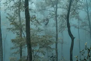 Ilustrasi: Pepohonan di dalam hutan yang diselimuti kabut tebal berwarna kebiruan.