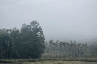 Ilustrasi: Pemandangan deretan pohon palem dan pepohonan rimbun yang diselimuti kabut tebal.