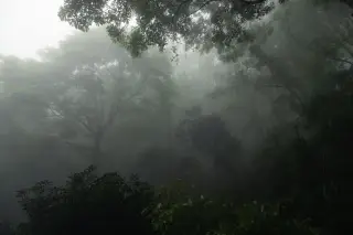 Ilustrasi: Kabut tebal menyelimuti pepohonan hutan yang lebat dan temaram.