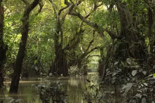Ilustrasi: Pemandangan kawasan hutan rawa berair tenang dengan pepohonan rimbun berakar gantung.