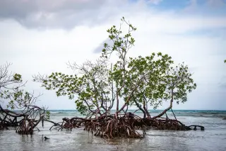 Ilustrasi: Pohon mangrove dengan akar tunjang yang tampak di perairan dangkal tepi pantai berawan.