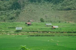 Ilustrasi: Pemandangan sawah berundak hijau dengan beberapa gubuk sederhana di perbukitan.