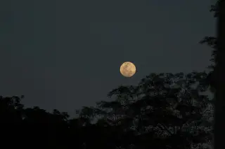 Ilustrasi: Bulan purnama tampak bersinar di langit malam di atas siluet pepohonan.