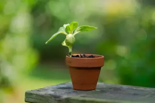 Ilustrasi: Bibit tanaman hijau kecil tumbuh dalam pot tanah liat di atas papan kayu dengan latar buram.