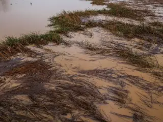 Ilustrasi: Lahan persawahan dan rumput tergenang air banjir yang keruh kecokelatan.