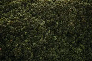 Ilustrasi: Pemandangan udara dari kanopi hutan tropis hijau yang lebat.