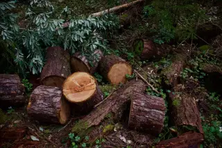 Dua Warga Diamankan dalam Dugaan Pembalakan Hutan Berangbang