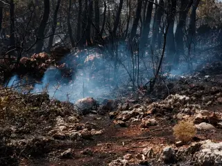 Ilustrasi: Asap membubung dari tanah berbatu dan pepohonan yang hangus terbakar di hutan.