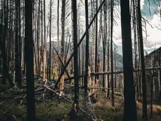 Ilustrasi: Batang-batang pohon menghitam bekas terbakar berdiri di kawasan hutan dengan latar perbukitan.