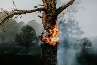 Ilustrasi: Batang pohon terbakar dengan kobaran api dan asap di tengah hutan.
