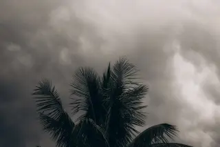 Ilustrasi: Pucuk pohon kelapa berlatar belakang langit mendung gelap kelabu.