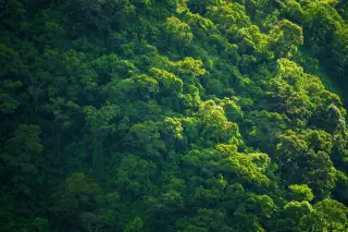 Ilustrasi: Hamparan kanopi pepohonan hutan hijau lebat yang diterpa cahaya matahari.