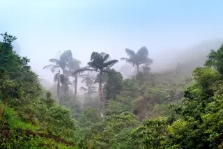 Ilustrasi: Pemandangan lereng hutan tropis berkabut dengan deretan pohon palem tinggi.