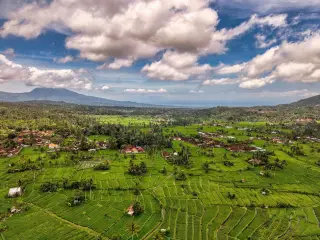 Ilustrasi: Pemandangan udara hamparan sawah hijau berundak dengan latar perbukitan dan langit berawan.