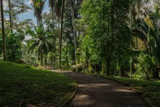 Ilustrasi: Jalan setapak beraspal melintasi area hutan tropis dan pepohonan rimbun.