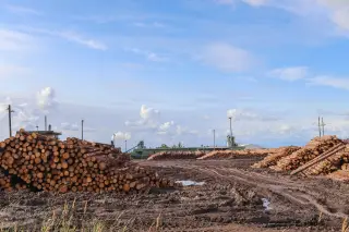 Ilustrasi: Tumpukan kayu gelondongan di area terbuka berlumpur dekat kompleks pabrik industri.