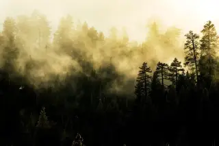 Ilustrasi: Kabut tebal dan cahaya kekuningan menyelimuti pepohonan hutan yang rimbun.