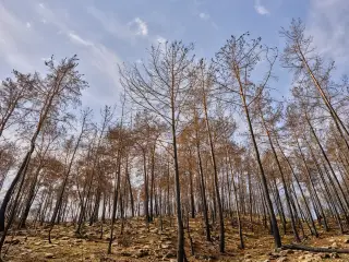 Ilustrasi: Deretan pohon pinus yang hangus terbakar di lereng bukit berbatu dengan latar langit cerah.