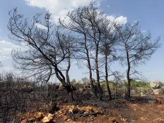 97 Perusahaan di Kalimantan dan Sumatra Masuk Proses Hukum Karhutla