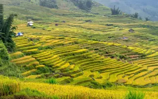 Ilustrasi: Pemandangan sawah terasering berundak yang menguning di lereng perbukitan dengan beberapa gubuk kecil.