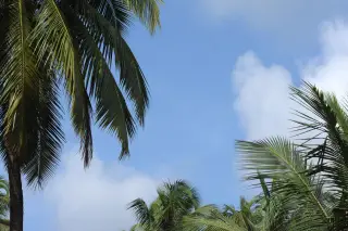 Ilustrasi: Daun-daun pohon kelapa dengan latar belakang langit biru cerah berawan.