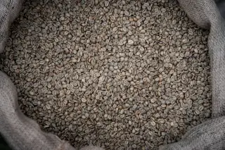 Ilustrasi: Tumpukan biji kopi mentah di dalam karung goni.